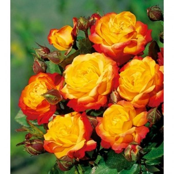 Trandafir Rumba (Talie mica , 50cm)