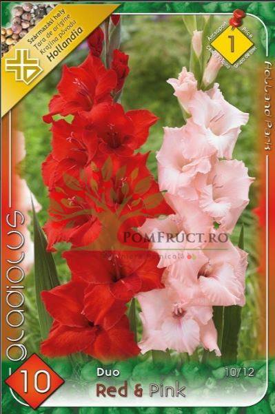 Gladiole Duo Red Pink