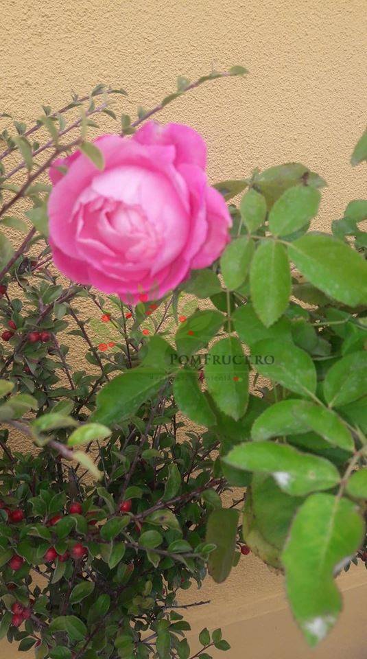 Trandafir Englezesc Trunchi Inalt 1 5 M