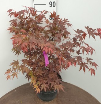 Acer palmatum (90-120 cm)