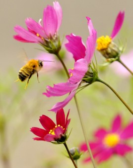 Amestec flori pentru albine
