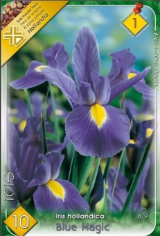 Bulbi Iris Blue Magic 