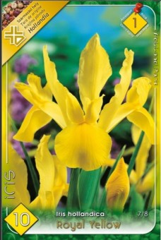 Bulbi Iris Royal Yellow 