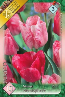 Bulbi Tulipa Triumph Hemisphere