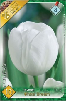 Bulbi Tulipa Triumph White Dream 