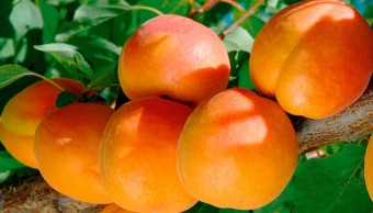 Cais Farbaly(ghiveci 4L, H 100-120 cm)