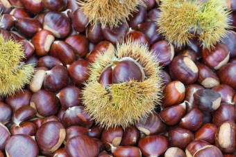 Castan Tismana (comestibil), ghiveci 5l, H 150-170cm