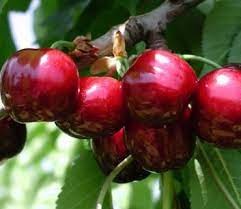 Cireș Sweet Gabriel (ghiveci 5L, H 90-110cm)