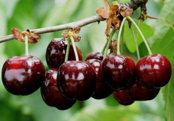 Cires Bigarreau Burlat(ghiveci 5L, H 80-110cm)