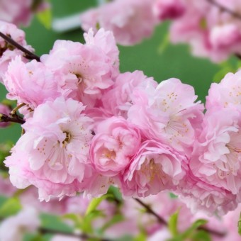 Cires Japonez Ornamental, ghiveci 5L, H 90-120 cm