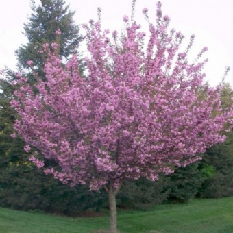 Cires Japonez Ornamental (ghiveci 5L, H 100-140 cm)