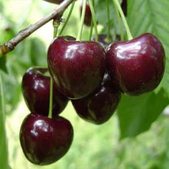 Cires Kordia (ghiveci 4,5L, H 70-90 cm)