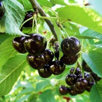 Cires Special(Amar) (Gisella 12)