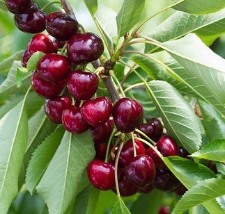 Cires Sweet Lorenz (ghiveci 5L, H 80-100 cm)