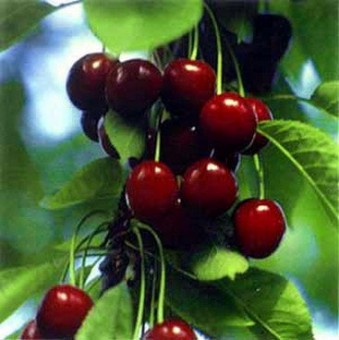 Cires Timpurii de Bistrita, Ghiveci 4 L, H 90-110 cm