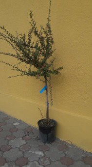 Cotoneaster divaricatus - trunchi inalt - 1,2 m