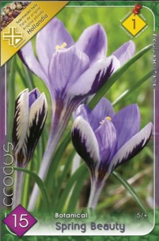 Crocus botanical Spring Beauty (15 bulbi)