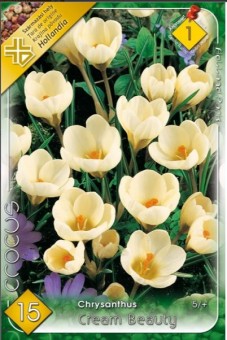 Crocus chrysanthus Cream Beauty (15 bulbi)