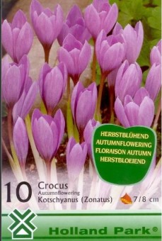 Crocus kotschyanus (10 bulbi)
