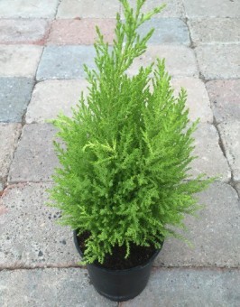 Cupressus (Chiparos)