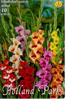 Gladiole Butterfly Mix