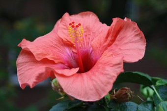 Hibiscus rosa (40 cm)