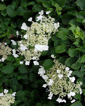 Hydrangea Anomala  Petiolaris 