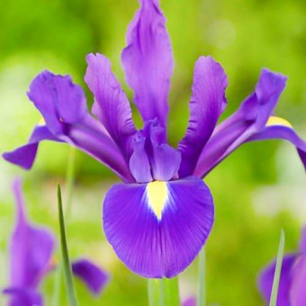 Iris Purple Sensation (10 bulbi)