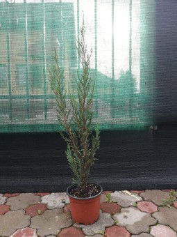 Juniperus Blue Arrow (70 cm)