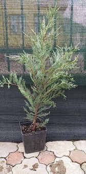 Juniperus Moonglow (80 -110 cm)