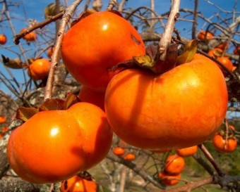 Kaki Jiro, ghiveci 4L, H 70 - 110 cm