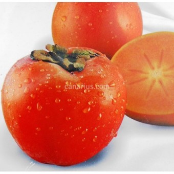 Kaki Rojo Brillante, ghiveci 4L, H 70 - 110 cm