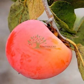 Kaki Rosseyanka, ghiveci 4 L, H 70 - 110 cm