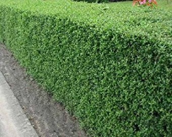 Lemn cainesc - Ligustrum vulgare(gard viu) (10 bucati)
