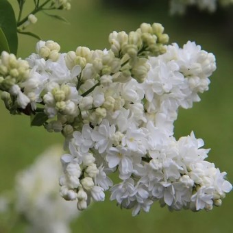 Liliac Agnes Smith Alb (ghiveci 3L, H 70 - 100 cm)