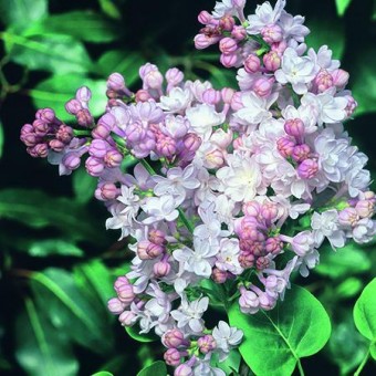 Liliac Beauty of Moscow Alb - Rozaliu (ghiveci 3L, H 40-70 cm)