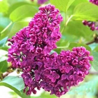 Liliac Charles Joly Purpuriu(ghiveci 3L, H 50-80 cm)