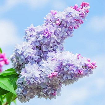 Liliac Professor Hoser Mov deschis (ghiveci 3L, H 60-90 cm)