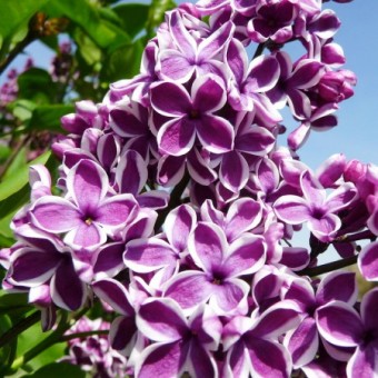 Liliac Senssation (ghiveci 3L, 40-70 cm)