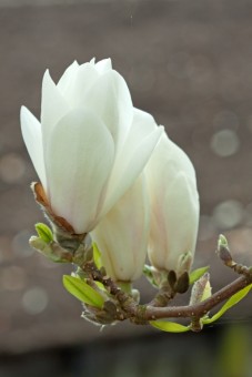 Magnolia Alba Superba (30-40 cm)