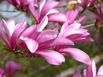 Magnolia Betty (30 cm)