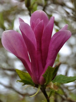 Magnolia Liliflora Nigra (30 cm)