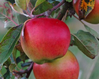 Mar Prima - Clasa a II-a (10 bucati)