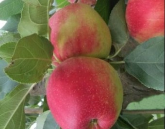 Mar Prima (10 bucati)