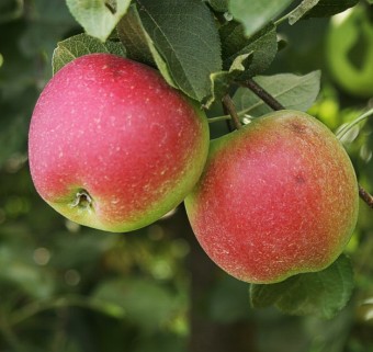 Mar Romus 3, M9 (ghiveci 5L, H 120 - 150 cm)