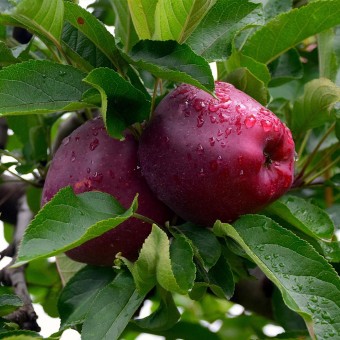 Mar Top Red Delicious M9 (Pachet 10 bucati)