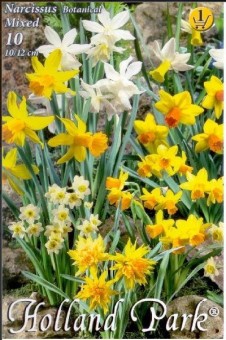 Narcise Botanical Mixed (10 bulbi)