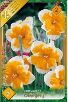 Narcise Orangery 