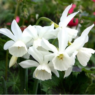 Narcise Thalia (5 bulbi)