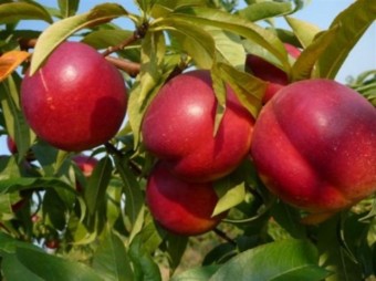 Nectarin Caldesi 2000 (Mirobolan)